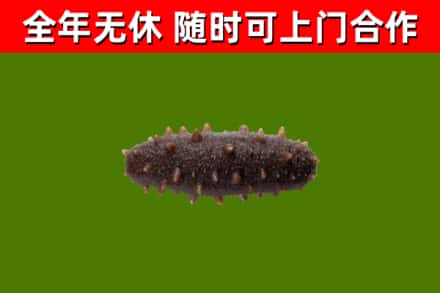 鄂托克前回收海参干